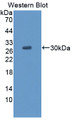 Western Blot; Sample: Recombinant PDHX, Human. Western Blot; Sample: Recombinant PDHX, Human.