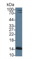 Western Blot; Sample: Mouse Cerebrum lysate; Primary Ab: 1µg/ml Rabbit Anti-Mouse PHPT1 Antibody Second Ab: 0.2µg/mL HRP-Linked Caprine Anti-Rabbit IgG Polyclonal Antibody Western Blot; Sample: Mouse Cerebrum lysate; Primary Ab: 1µg/ml Rabbit Anti-Mouse PHPT1 Antibody Second Ab: 0.2µg/mL HRP-Linked Caprine Anti-Rabbit IgG Polyclonal Antibody