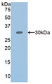 Western Blot; Sample: Recombinant PLS3, Human. Western Blot; Sample: Recombinant PLS3, Human.