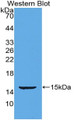 Western Blot; Sample: Recombinant protein. Western Blot; Sample: Recombinant protein.