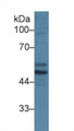 Western Blot; Sample: Mouse Testis lysate; Primary Ab: 1µg/ml Rabbit Anti-Mouse STK11 Antibody Second Ab: 0.2µg/mL HRP-Linked Caprine Anti-Rabbit IgG Polyclonal Antibody