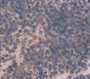 Synaptotagmin Like Protein 2 (SYTL2) Polyclonal Antibody, Cat#CAU22069