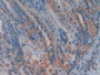 DAB staining on IHC-P; Samples: Mouse Stomach Tissue. DAB staining on IHC-P; Samples: Mouse Stomach Tissue.