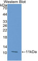 Western Blot; Sample: Recombinant protein. Western Blot; Sample: Recombinant protein.