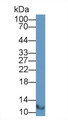 Western Blot; Sample: Jurkat cell lysate<br/>Primary Ab: 1μg/ml Rabbit Anti-Human GLRX Antibody<br/>Second Ab: 0.2µg/mL HRP-Linked Caprine Anti-Rabbit IgG Polyclonal Antibody<br/> Western Blot; Sample: Jurkat cell lysate<br/>Primary Ab: 1μg/ml Rabbit Anti-Human GLRX Antibody<br/>Second Ab: 0.2µg/mL HRP-Linked Caprine Anti-Rabbit IgG Polyclonal Antibody<br/>