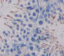UDP Glycosyltransferase 8 (UGT8) Polyclonal Antibody, Cat#CAU22124 UDP Glycosyltransferase 8 (UGT8) Polyclonal Antibody, Cat#CAU22124
