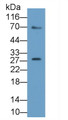 Western Blot; Sample: Recombinant protein.