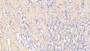 DAB staining on IHC-P; Samples: Mouse Kidney Tissue; Primary Ab: 20μg/ml Rabbit Anti-Mouse TMOD3 Antibody Second Ab: 2µg/mL HRP-Linked Caprine Anti-Rabbit IgG Polyclonal Antibody