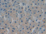 DAB staining on IHC-P; Samples: Human Liver Tissue;  Primary Ab: 20µg/ml Rabbit Anti-Human TOR1B Ant