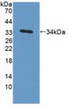 Western Blot; Sample: Recombinant MAPRE1, Human. Western Blot; Sample: Recombinant MAPRE1, Human.