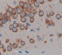 Histidine Decarboxylase (HDC) Polyclonal Antibody, Cat#CAU22229