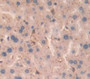 Dipeptidyl Peptidase 9 (DPP9) Polyclonal Antibody, Cat#CAU22245