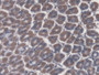 DAB staining on IHC-P; Samples: Mouse Stomach Tissue;  Primary Ab: 20µg/ml Rabbit Anti-Mouse ATP4a A DAB staining on IHC-P; Samples: Mouse Stomach Tissue;  Primary Ab: 20µg/ml Rabbit Anti-Mouse ATP4a A