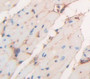 Corin (CRN) Polyclonal Antibody, Cat#CAU22288