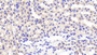 DAB staining on IHC-P. Samples: Mouse Tissue) DAB staining on IHC-P. Samples: Mouse Tissue)