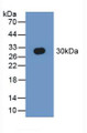 Western Blot; Sample: Recombinant SEPT5, Human. Western Blot; Sample: Recombinant SEPT5, Human.