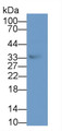 Western Blot; Sample: Human Urine; ; Primary Ab: 1µg/ml Rabbit Anti-Human TWSG1 Antibody; Second Ab: 0.2µg/mL HRP-Linked Caprine Anti-Rabbit IgG Polyclonal Antibody;