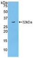 Western Blot; Sample: Recombinant TNIP2, Mouse.