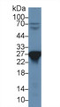 Western Blot; Sample: Rat Liver lysate; Primary Ab: 1µg/ml Rabbit Anti-Rat PRDX6 Antibody Second Ab: 0.2µg/mL HRP-Linked Caprine Anti-Rabbit IgG Polyclonal Antibody Western Blot; Sample: Rat Liver lysate; Primary Ab: 1µg/ml Rabbit Anti-Rat PRDX6 Antibody Second Ab: 0.2µg/mL HRP-Linked Caprine Anti-Rabbit IgG Polyclonal Antibody