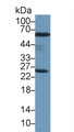 Western Blot; Sample: Rat Testis lysate; Primary Ab: 2µg/ml Rabbit Anti-Human PRDX6 Antibody Second Ab: 0.2µg/mL HRP-Linked Caprine Anti-Rabbit IgG Polyclonal Antibody Western Blot; Sample: Rat Testis lysate; Primary Ab: 2µg/ml Rabbit Anti-Human PRDX6 Antibody Second Ab: 0.2µg/mL HRP-Linked Caprine Anti-Rabbit IgG Polyclonal Antibody