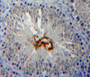 DAB staining on fromalin fixed paraffin-embedded testis tissue) DAB staining on fromalin fixed paraffin-embedded testis tissue)