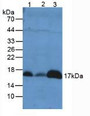 Western Blot; Sample. Lane1: Mouse Liver Tissue; Lane2: Mouse Lung Tissue; Lane3: Mouse Kidney Tissue. Western Blot; Sample. Lane1: Mouse Liver Tissue; Lane2: Mouse Lung Tissue; Lane3: Mouse Kidney Tissue.