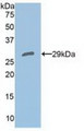 Western Blot; Sample: Recombinant PRDX4, Human. Western Blot; Sample: Recombinant PRDX4, Human.