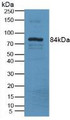 Western Blot; Sample: Mouse Serum Tissue. Western Blot; Sample: Mouse Serum Tissue.