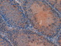 DAB staining on IHC-P; Samples: Mouse Testis Tissue