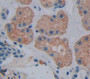 Used in DAB staining on fromalin fixed paraffin- embedded Kidney tissue Used in DAB staining on fromalin fixed paraffin- embedded Kidney tissue