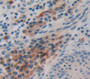 Fibulin 4 (FBLN4) Polyclonal Antibody, Cat#CAU22500