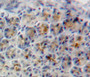 Used in DAB staining on fromalin fixed paraffin-embedded adrenal tissue Used in DAB staining on fromalin fixed paraffin-embedded adrenal tissue
