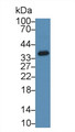 Western Blot; Sample: Human HepG2 cell lysate; Primary Ab: 2µg/ml Rabbit Anti-Rat SIRT4 Antibody Second Ab: 0.2µg/mL HRP-Linked Caprine Anti-Rabbit IgG Polyclonal Antibody Western Blot; Sample: Human HepG2 cell lysate; Primary Ab: 2µg/ml Rabbit Anti-Rat SIRT4 Antibody Second Ab: 0.2µg/mL HRP-Linked Caprine Anti-Rabbit IgG Polyclonal Antibody
