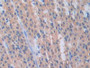 DAB staining on IHC-P; Samples: Rat Stomach Tissue) DAB staining on IHC-P; Samples: Rat Stomach Tissue)