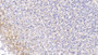 DAB staining on IHC-P; Samples: Rat Stomach Tissue;  Primary Ab: 20µg/ml Rabbit Anti-Rat ANXA1 Antibody Second Ab: 2µg/mL HRP-Linked Caprine Anti-Rabbit IgG Polyclonal Antibody  DAB staining on IHC-P; Samples: Rat Stomach Tissue;  Primary Ab: 20µg/ml Rabbit Anti-Rat ANXA1 Antibody Second Ab: 2µg/mL HRP-Linked Caprine Anti-Rabbit IgG Polyclonal Antibody