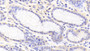DAB staining on IHC-P; Samples: Porcine Stomach Tissue; Primary Ab: 20μg/ml Rabbit Anti-Porcine ANXA1 Antibody Second Ab: 2µg/mL HRP-Linked Caprine Anti-Rabbit IgG Polyclonal Antibody DAB staining on IHC-P; Samples: Porcine Stomach Tissue; Primary Ab: 20μg/ml Rabbit Anti-Porcine ANXA1 Antibody Second Ab: 2µg/mL HRP-Linked Caprine Anti-Rabbit IgG Polyclonal Antibody
