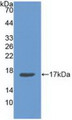Western Blot; Sample: Recombinant ANXA3, Human. Western Blot; Sample: Recombinant ANXA3, Human.