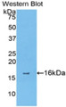 Western Blot; Sample: Recombinant protein. Western Blot; Sample: Recombinant protein.