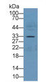 Western Blot; Sample: Rat Pancreas lysate; ; Primary Ab: 2µg/ml Rabbit Anti-Rat ANXA4 Antibody; Second Ab: 0.2µg/mL HRP-Linked Caprine Anti-Rabbit IgG Polyclonal Antibody; Western Blot; Sample: Rat Pancreas lysate; ; Primary Ab: 2µg/ml Rabbit Anti-Rat ANXA4 Antibody; Second Ab: 0.2µg/mL HRP-Linked Caprine Anti-Rabbit IgG Polyclonal Antibody;