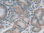 DAB staining on IHC-P; Samples: Human Stomach Tissue DAB staining on IHC-P; Samples: Human Stomach Tissue