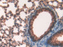 DAB staining on IHC-P; Samples: Mouse Lung Tissue; Primary Ab: 10µg/ml Rabbit Anti-Mouse FKBP8 Antibody Second Ab: 2µg/mL HRP-Linked Caprine Anti-Rabbit IgG Polyclonal Antibody