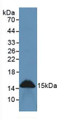 Western Blot; Sample: Rat Intestine Tissue. Western Blot; Sample: Rat Intestine Tissue.