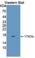 Western Blot; Sample: Recombinant protein.