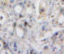 Used in DAB staining on fromalin fixed paraffin-embedded pancreas tissue