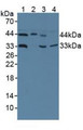 Western Blot; Sample: Lane1: Human Hela Cells; Lane2: Human 293T Cells; Lane3: Human HepG2 Cells; Lane4: Porcine Heart Tissue. Western Blot; Sample: Lane1: Human Hela Cells; Lane2: Human 293T Cells; Lane3: Human HepG2 Cells; Lane4: Porcine Heart Tissue.