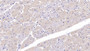 DAB staining on IHC-P; Samples: Human Cardiac Muscle Tissue;  Primary Ab: 20µg/ml Rabbit Anti-Human FKBP1A Antibody Second Ab: 2µg/mL HRP-Linked Caprine Anti-Rabbit IgG Polyclonal Antibody 