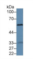 Western Blot; Sample: Mouse Liver lysate; Primary Ab: 2µg/ml Rabbit Anti-Mouse a1BG Antibody Second Ab: 0.2µg/mL HRP-Linked Caprine Anti-Rabbit IgG Polyclonal Antibody Western Blot; Sample: Mouse Liver lysate; Primary Ab: 2µg/ml Rabbit Anti-Mouse a1BG Antibody Second Ab: 0.2µg/mL HRP-Linked Caprine Anti-Rabbit IgG Polyclonal Antibody