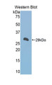 Western Blot; Sample: Recombinant protein. Western Blot; Sample: Recombinant protein.