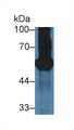 Western Blot; Sample: Mouse Pancreas lysate; Primary Ab: 3µg/ml Rabbit Anti-Mouse GP2 Antibody Second Ab: 0.2µg/mL HRP-Linked Caprine Anti-Rabbit IgG Polyclonal Antibody