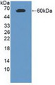 Western Blot; Sample: Recombinant CADM1, Human. Western Blot; Sample: Recombinant CADM1, Human.